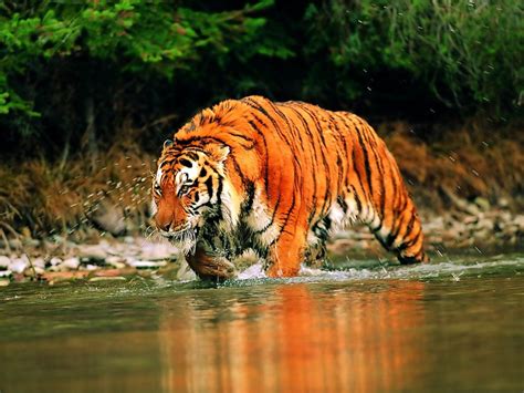 Weekly Science Quiz: Bengal Tigers of the Sundarbans