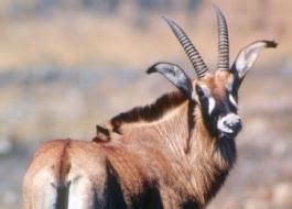 Roan antelope - Alchetron, The Free Social Encyclopedia