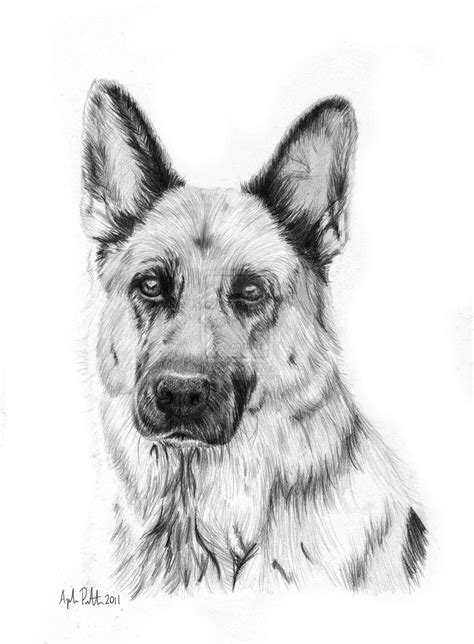 Learn to draw a german shepherd puppy dog step by step easy for ...