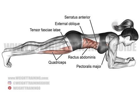 Front plank exercise instructions and videos | Weight Training Guide