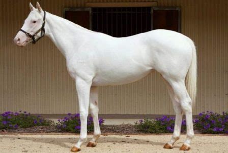 Best White Horse Breeds You Should Know About