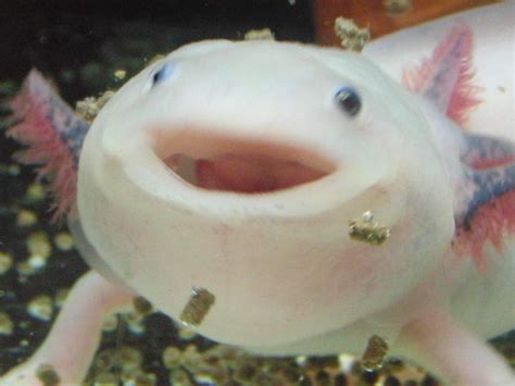 Axolotl cute, Axolotl, Cute animals