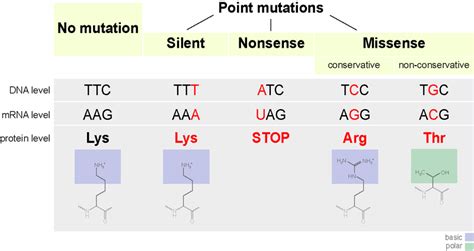 Missense mutation Definition and Examples - Biology Online Dictionary