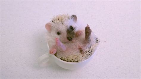 African Pygmy Hedgehog Baby in a Cup - YouTube