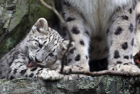 Two adorable snow leopard cubs make their debut at Stone Zoo