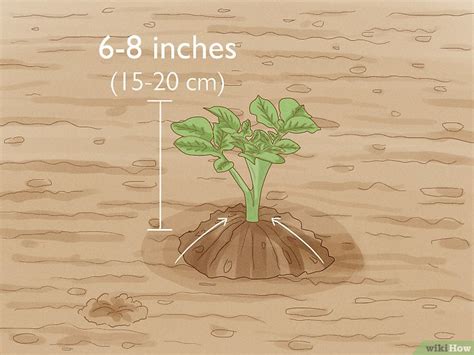 How to Plant Potatoes from Seed: 2 Easy Ways