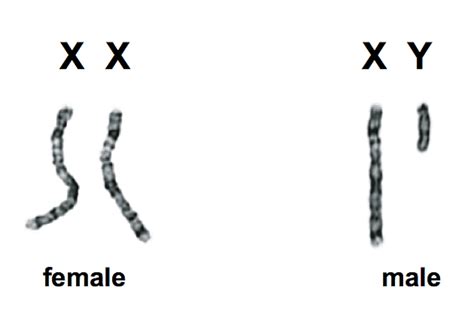 Sex, genes, the Y chromosome and the future of men