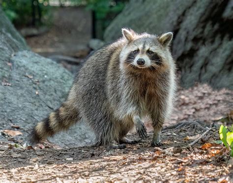 File:Raccoon in Central Park (35264).jpg - Wikimedia Commons