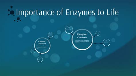 Importance of Enzymes to Life by Jade Milne on Prezi Next