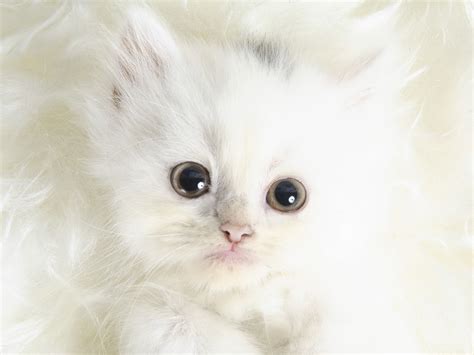 White Fluffy Kitty (With images) | Kitten wallpaper, Kittens cutest ...