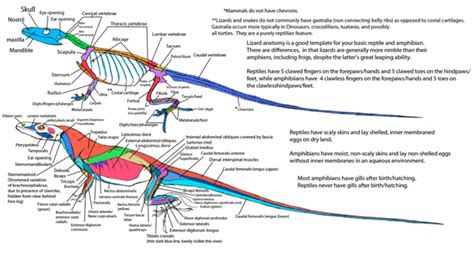 Lizard skeleton and muscles diagram | Cats art drawing, Animal ...