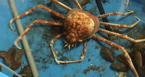 Molting Japanese spider crab time lapse – Enoshima Aquarium – The Kid ...