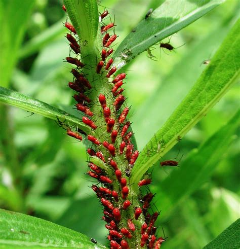 How to Control Aphids