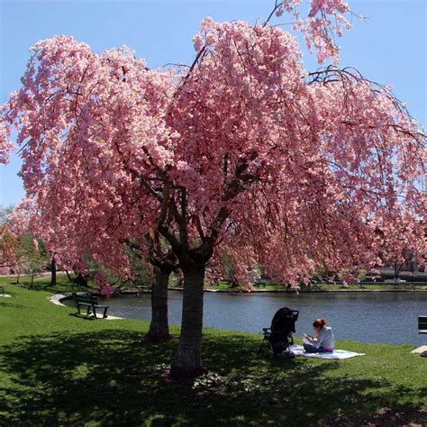 Double Pink Weeping Cherry Trees for Sale | FastGrowingTrees.com