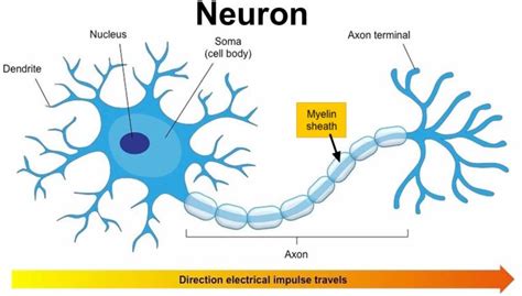 Myelin Sheath