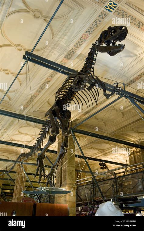 Dinosaur skeleton on display in the Natural History Museum in London ...