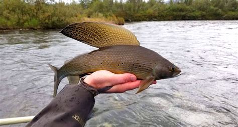 Meet the Fish: Arctic Grayling - Alaska Fly Fishing Goods