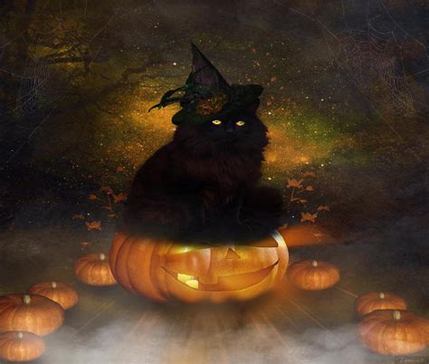 ~Halloween Black Cat~ HD desktop wallpaper : Widescreen : High ...