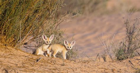 Fennec Fox Habitat