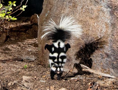 Wanted: Sweet Skunks That Do Sick Stunts - Atlas Obscura