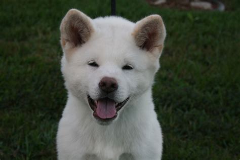 White Japanese Akita Puppy