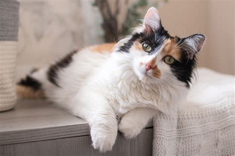 Calico Cat: Breed Profile, Characteristics & Care