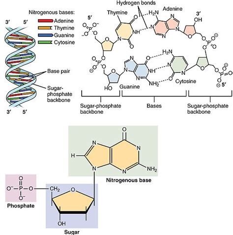 Difference Between Nucleotide and Nucleoside | Structure ...