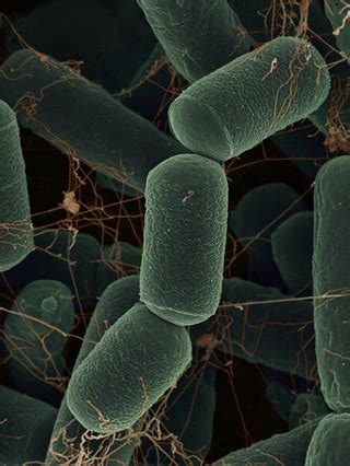 Examples of Archaea, a Tree of Life Domain | Museum of Natural History ...