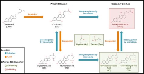 Bile acid metabolism. Flow diagram showing the metabolism and fate of ...