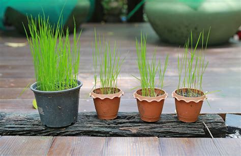 Growing Rice in Buckets at Home