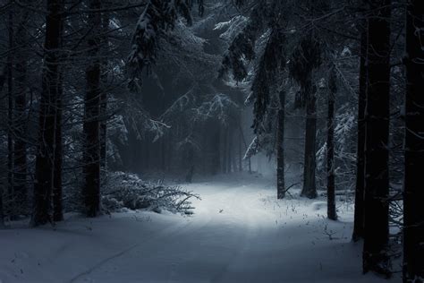 Winter Forest Wallpaper (62+ images)