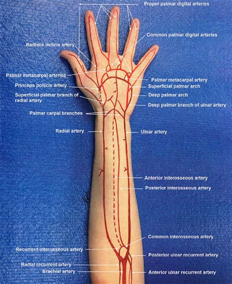 Peripheral Vascular Trauma in Pediatrics: A Case Report and Literature ...