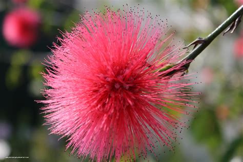 Pom Pom Tree by joelphotography on DeviantArt