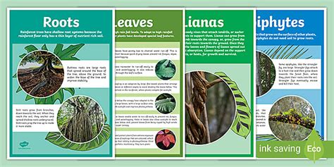 What Plants Grow in the Rainforest - Adaptations Posters