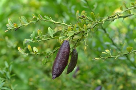 Australian Native Citrus – Finger Limes | Suburban Tomato