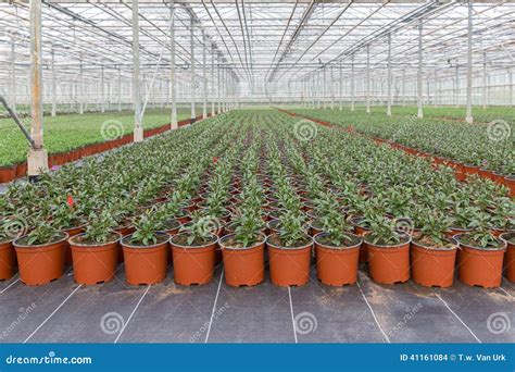 Cultivation of Indoor Plants in a Dutch Greenhouse Stock Photo - Image ...