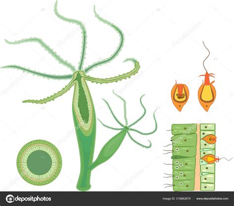 Structure Hydra Cross Section Hydra Polyp Educational Material Lesson ...