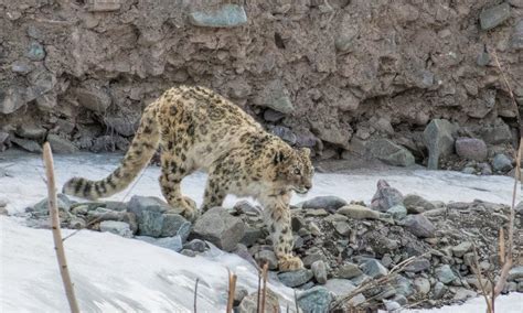 Snow Leopards in their natural habitat - Wildlife Photography India