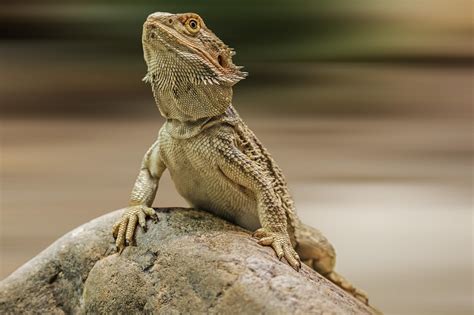 Living With Lizards - Texas A&M Today