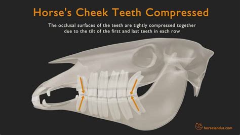 Horse Teeth Anatomy and Function [Pictures & Animations]