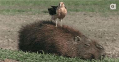 Capybara GIF - Find & Share on GIPHY