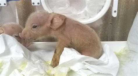 Pig-Monkey Hybrid Chimeras Made By Scientists in China Dies! What is ...