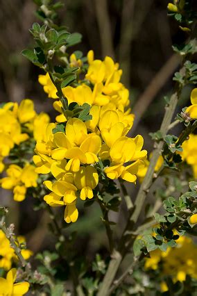 Flashcards - Chaparral Biome Plants List & Flashcards | Study.com