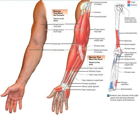 If you have tennis or golfers elbow you will know how much we use the ...