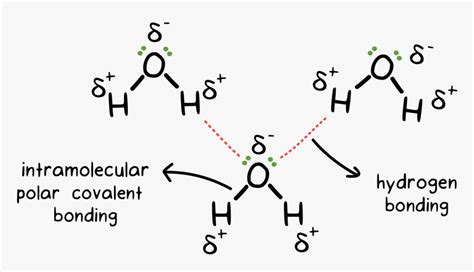 H2o Drawing Chemical Bond - Intermolecular Hydrogen Bonding In Water ...