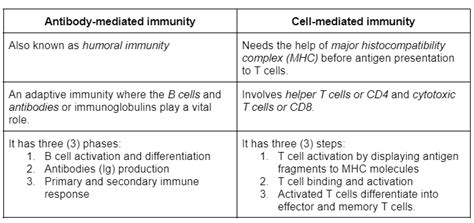 Difference between cell-mediated immunity and antibody-media | Quizlet