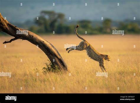 Cheetah jumping down from tree in savannah Stock Photo - Alamy