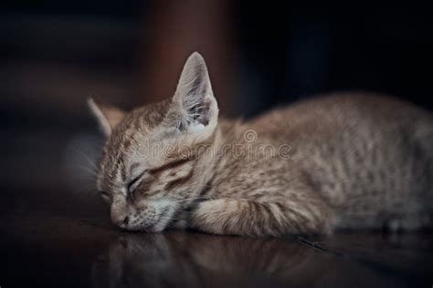 Ginger Cat Sleeps in Funny Pose Stock Image - Image of lying, white ...