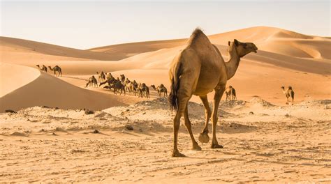 The desert storm: Arabian Nights edition - The Statesman