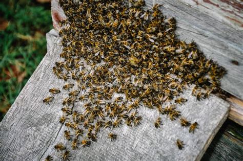 Honey bee Swarm stock image. Image of wings, group, spring - 458967